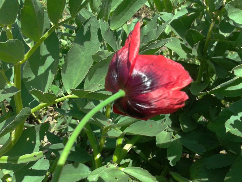 Papaver setigerum / Papavero setoloso